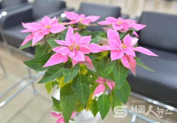 △꽃 이미지 파일 ,기사와 관련없음.