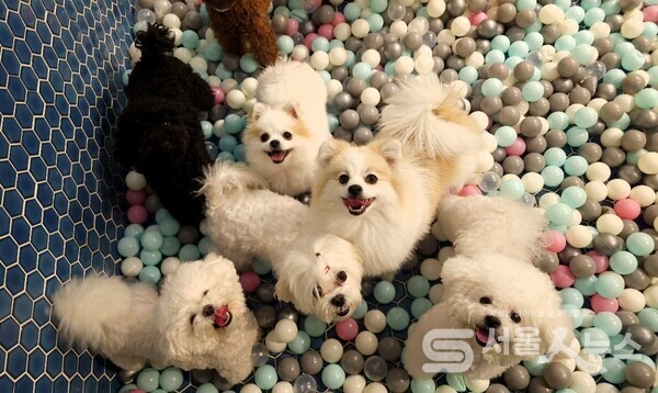 ▲돌봄 쉼터에서 놀고 있는 반려견.