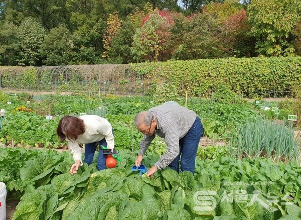▲구민들이 쌍문동 나눔텃밭에서 텃밭을 가꾸고 있다.