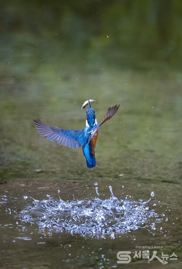 ▴Nikon D5, 500mm, F5.6, 1/8000s, ISO 6400, 수동촬영).