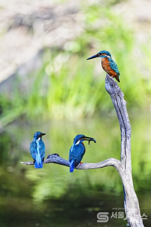 ▴Nikon D5, 300mm, F5.6, 1/250s, ISO 800, 수동촬영.