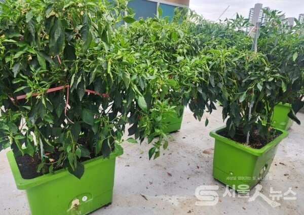 ▲도봉구 한 건물 옥상에 있는 상자텃밭.