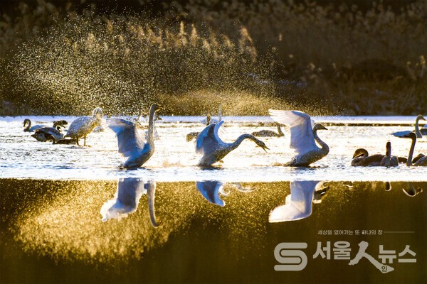 ▴Nikon D850, 700mm, F8, 1/4000s, ISO 500, 수동촬영.