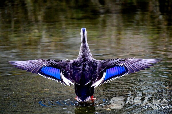 ▴Nikon D5, 500mm, F9, 1/6400s, ISO 6400, 수동촬영.