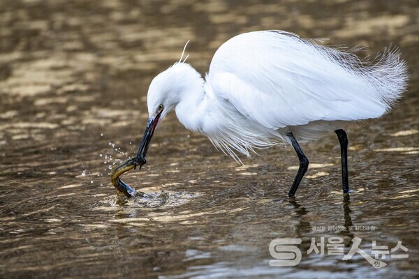 ▴Nikon D850, 500mm, F5.6, 1/2000s, ISO 1600, 수동촬영