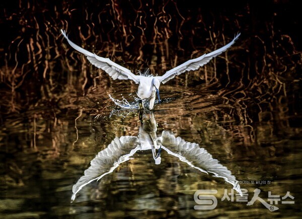 ▴Nikon D5, 500mm, F5.6, 1/1000s, ISO 400, 수동촬영