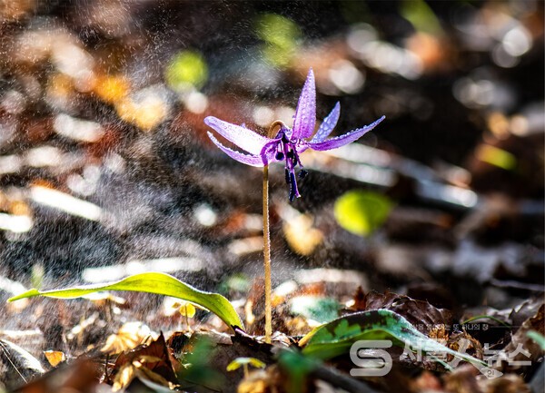 ▴Nikon D850, 105mm, F4, 1/200s, ISO 64, 수동촬영