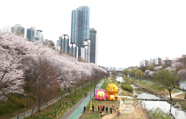 ▲양재천에 벚꽃 전경.