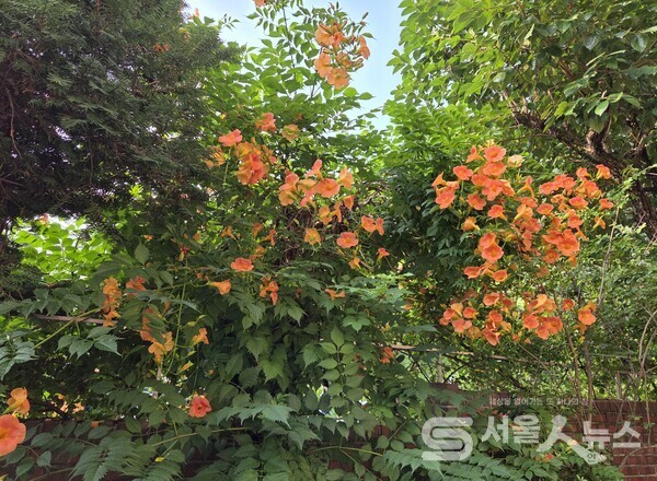 ▲능소화 꽃