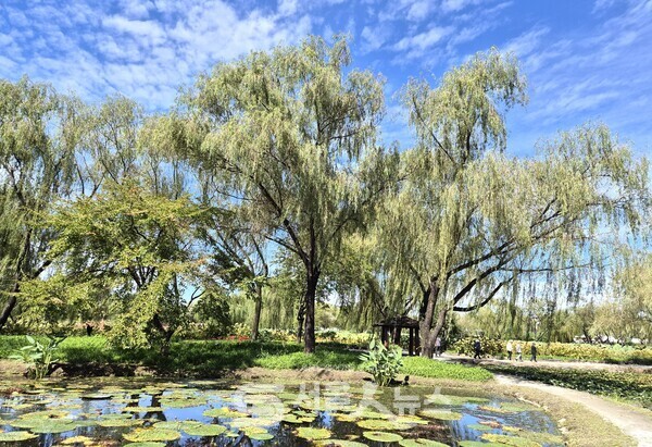 ▲ 궁남지의 수련